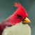 Avatar of Test Account